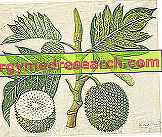 Kenyérfa és Breadfruit liszt