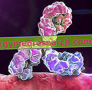 Valeurs des immunoglobulines - Valeurs des anticorps