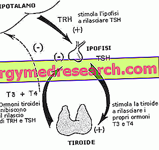 Тироксин в крови - общий Т4, свободный Т4