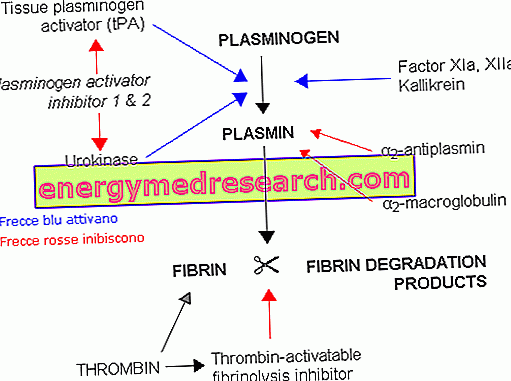 Plasmina y fibrinolisis