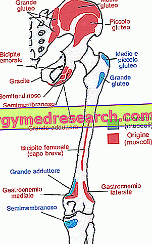 Cadera y fémur: vista posterior, orígenes e inserciones musculares.