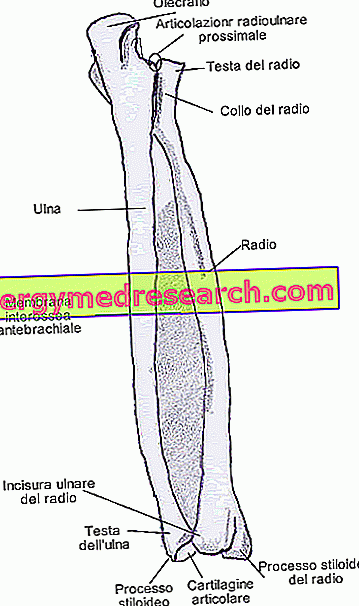 Radio dan ulna: pandangan posterior jejari dan ulna lengan kanan