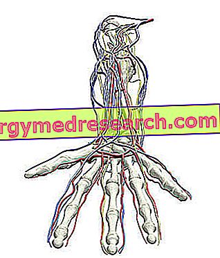 腕静脈 解剖学 21