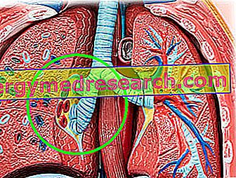 Ilo pulmonar: ¿Qué es?  Anatomía y función de A.Griguolo.