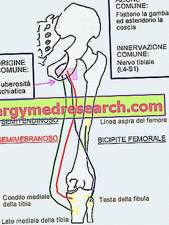 Ischiocrural muskler