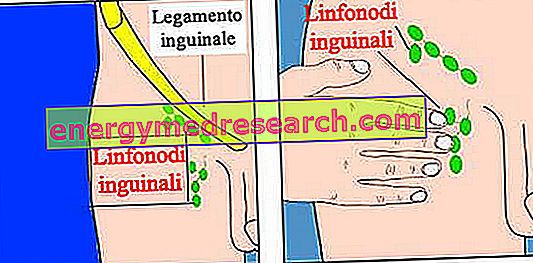Inguinálne lymfatické uzliny
