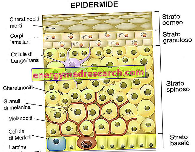 Епителията и епителната тъкан
