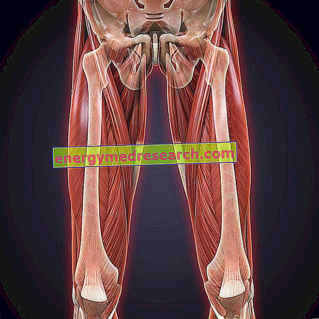 Anatomie du squat et du muscle