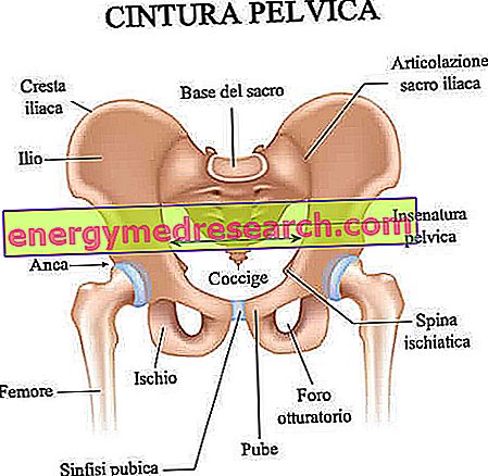 mușchiul penisului sau cartilajul