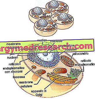 Lysosomer og endoplasmatisk retikulum