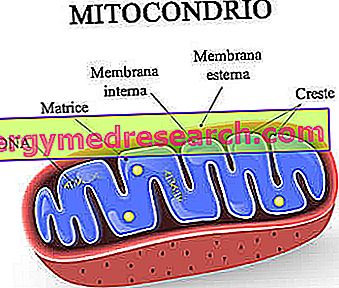 Mitochondriale DNA