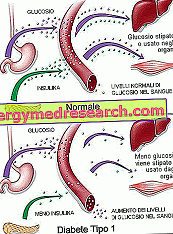 pancreas și erecție