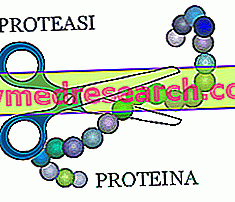 Proteaasi tai peptidaasi