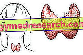 Антитела и Щитовидная железа: Антитела к Щитовидной железе
