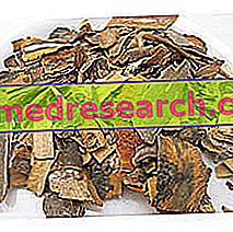 Cascara Herbalistis: Cascara vara