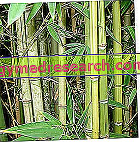 bambú