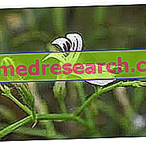 Andrographis Herbalistissa: Andrographiksen ominaisuus
