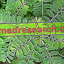 Phyllanthus v bylinné medicíně: Vlastnosti Phyllanthus