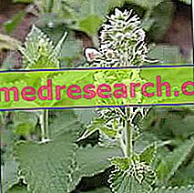 Nepeta i Herbalist: Egenskapen av Nepeta