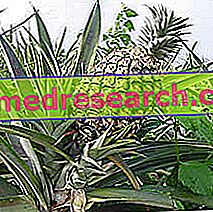 Pineapple in Herbal Medicine: Pineapple Properties