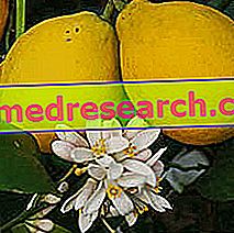 Sitron i Herbalist: Egenskap av sitron