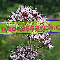 Oregano i Herbalist: Egenskapen av Oregano