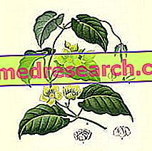 Condurango i Herbalist: Eiendom av Condurango