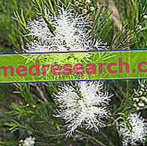 Melaleuca in Herbalist: eigenschappen van Tea Tree Oil