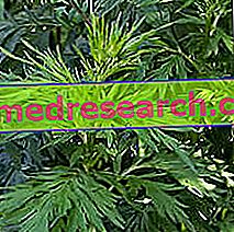 Artemisia a gyógynövényben: az Artemisia tulajdonsága