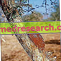 Acacia i Herbalist: Egenskaber af acacia