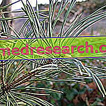 Pine in Herbalist: Власність Сосни