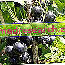 Ribes in Erboristeria: Properties of the Ribes