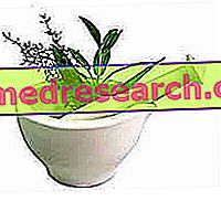 Kruiden en medicinale planten, welke contra-indicaties?
