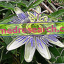 Passiflora Herbalist: Passiflora īpašības
