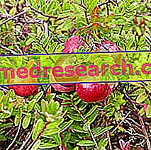 Червена боровинка в билковата медицина: собственост на червена боровинка