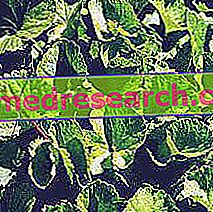 Centella Asiatica в билковата медицина: Собственост на Centella Asiatica