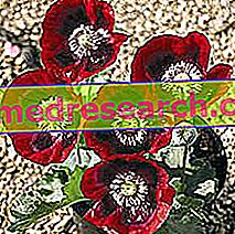 Vallmor i Herbalist: Poppys egendom