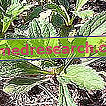 Picrorhiza en Erboristeria: Propiedad de la Picrorhiza