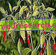 Cabe di Herbalist: Sifat Cabai