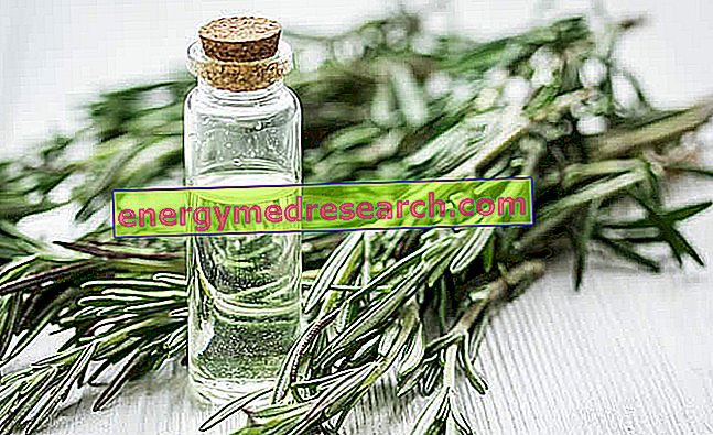 Essential Oil of Rosemary