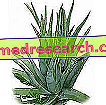 Aloe Erboristerijoje: Aloe savybės