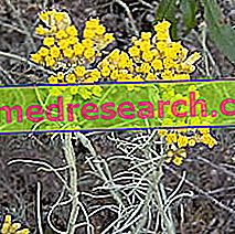 Helichrysum in Herbalist: Svojstva helichrysum