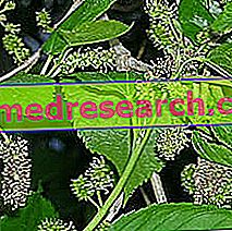 Mulberry Herbalist: Mulberry omadused