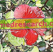 Hibiskus i herbalist: Hibiscus egenskaper