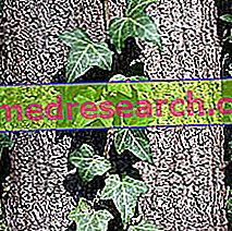 Ivy in Herbalist: Власність плюща