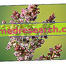 Szczaw w medycynie ziołowej: właściwości Acetosa