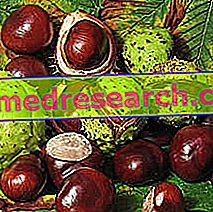 Horse Chestnut in Herbal Medicine: Lastnost Ippocastana