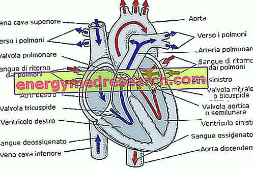 Клапан аорти