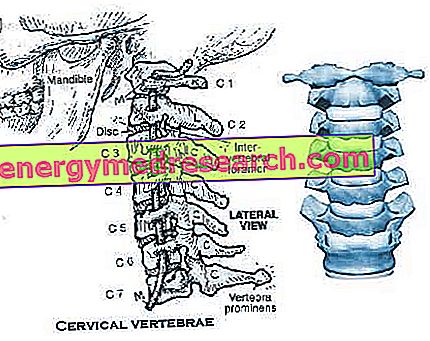 Tulang belakang leher, vertebra serviks