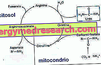 Biokemija aminokiselina